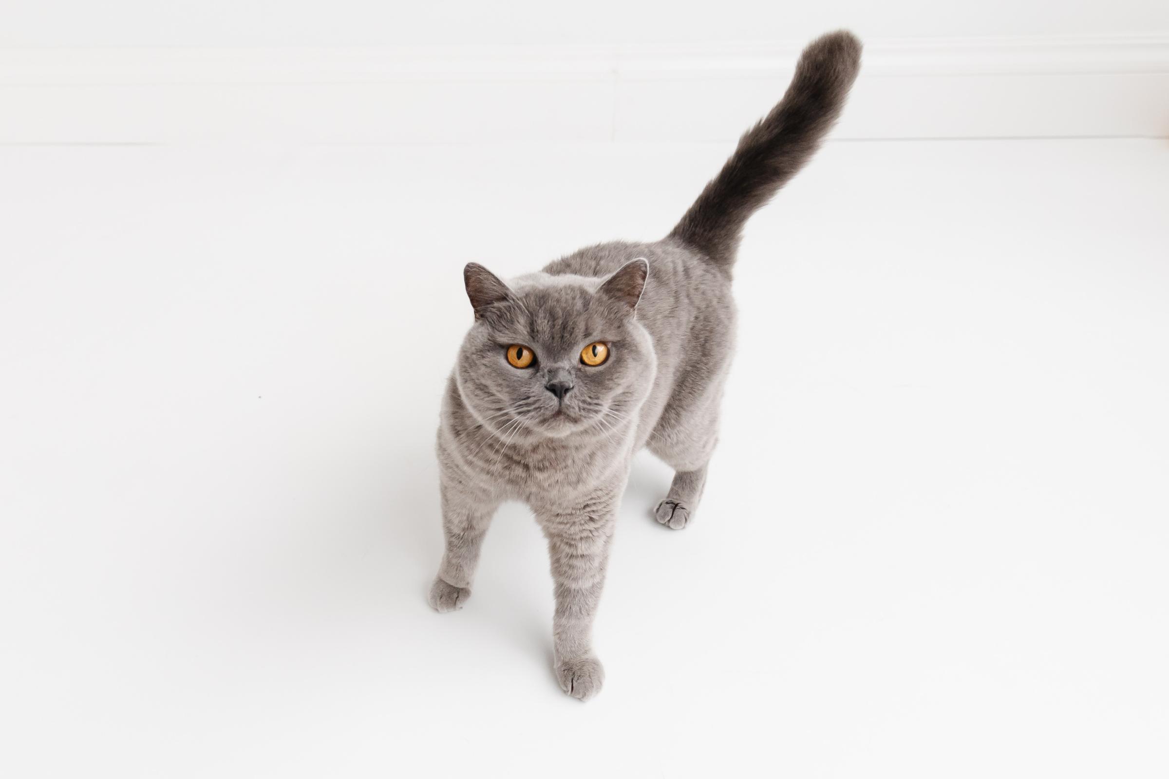 Grey Cat at Peak Veterinary Surgery